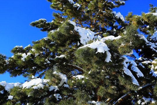 冬季松树