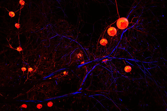 夜晚树上的红灯笼