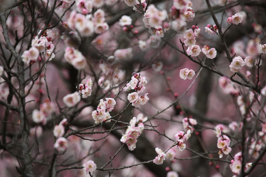 梅花 花 花卉