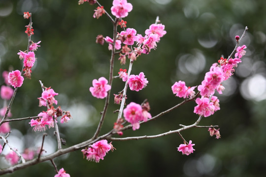 梅花 花 花卉