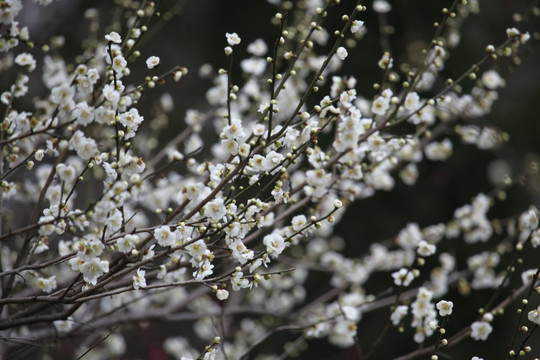 梅花 花 花卉 花朵 花海