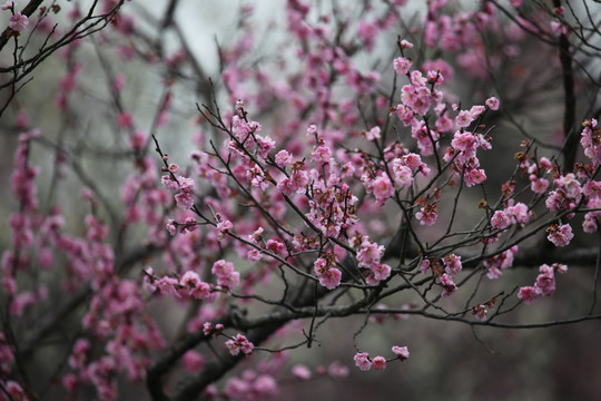 梅花 花 花卉