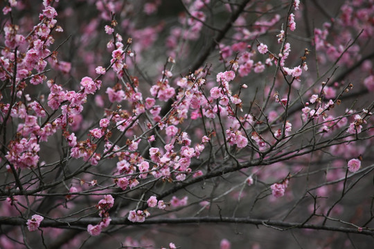 梅花 花 花卉