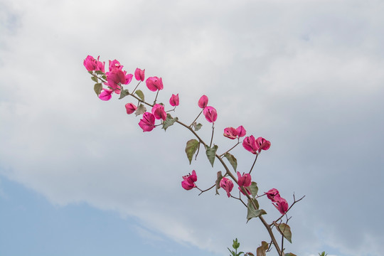 三角梅花枝