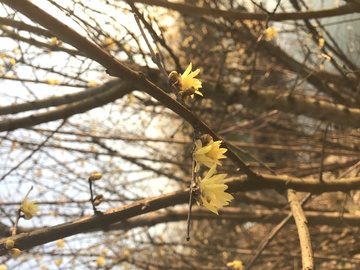 梅花 腊梅 