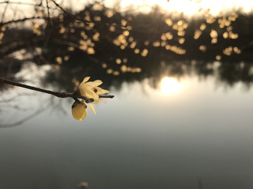 梅花 腊梅 