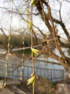 柳树发芽  清明