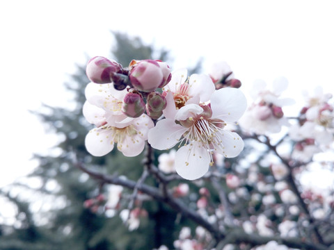 杏树开花