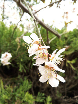 果树花  杏树