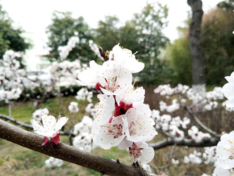 杏树