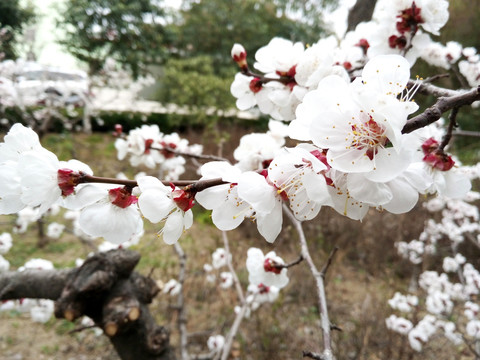 春天杏树