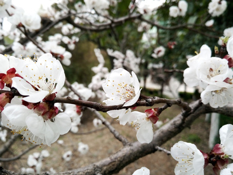 小院花开