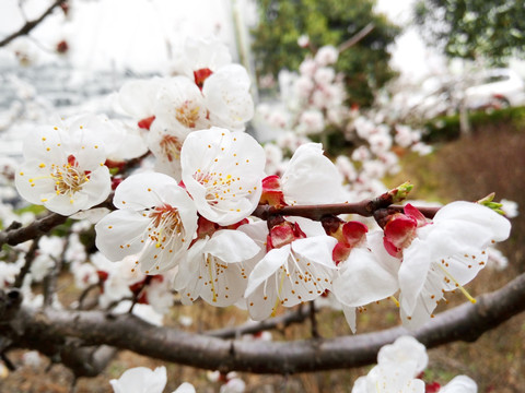 杏花  白色花