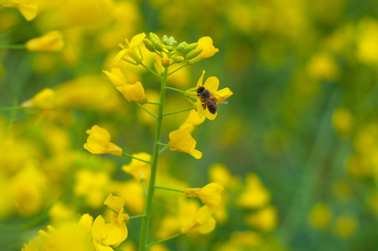 油菜花