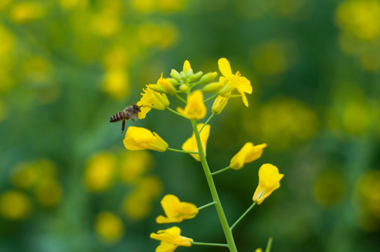 油菜花