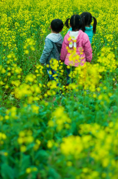 油菜花