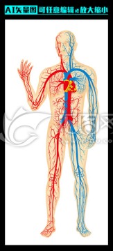 人体血液循环解剖图