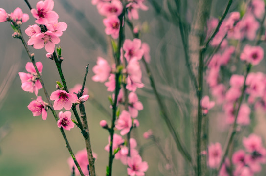 桃花特写