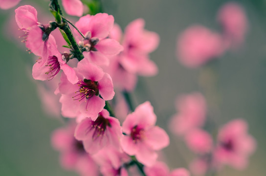 桃花特写