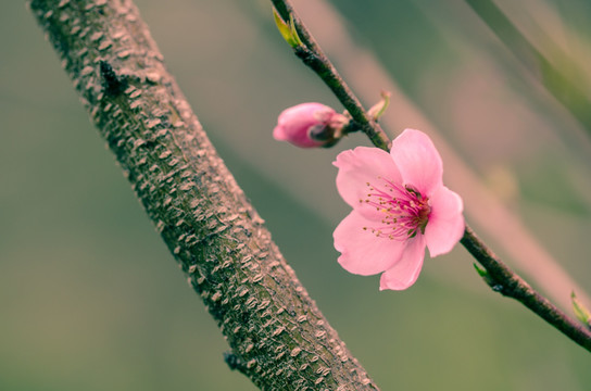 桃花特写