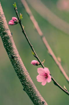 桃花特写