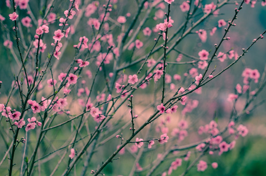 桃花春色