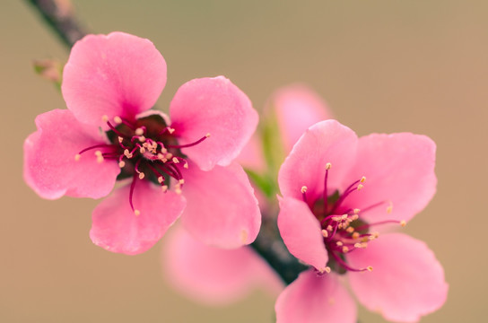 桃花特写