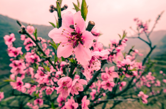 桃花（广角微距）