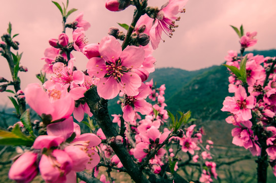 桃花（广角微距）