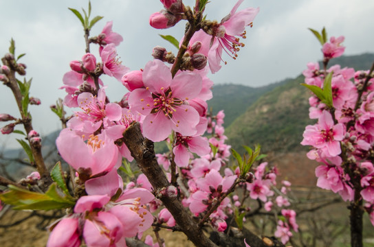 桃花（广角微距）