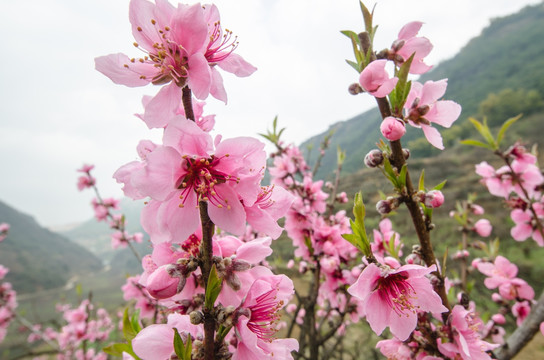 桃花（广角微距）