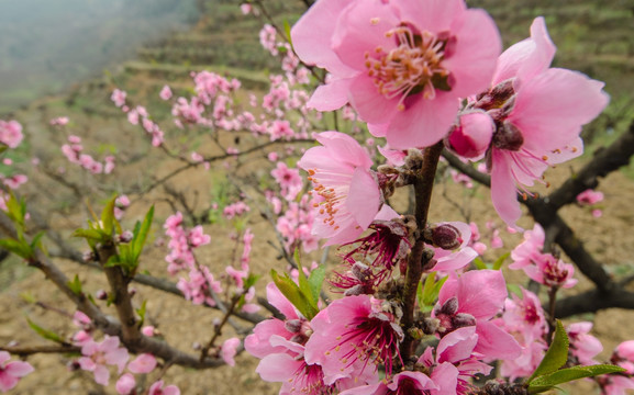 桃花（广角微距）