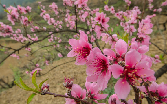 桃花（广角微距）