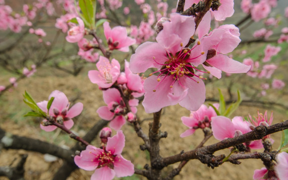 桃花（广角微距）