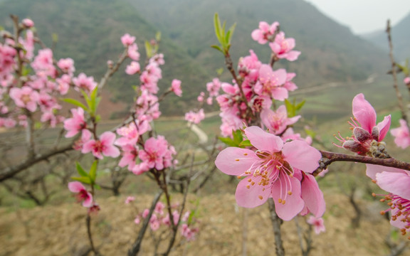 桃花（广角微距）