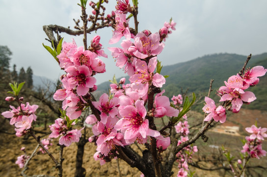 桃花（广角微距）