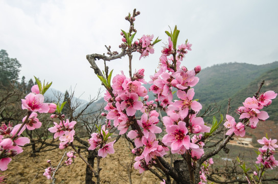 桃花（广角微距）