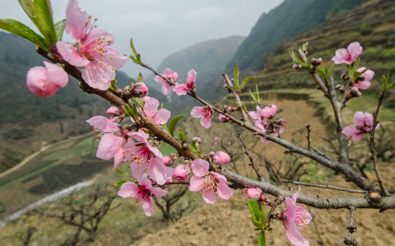 桃花（广角微距）