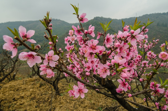 桃花（广角微距）