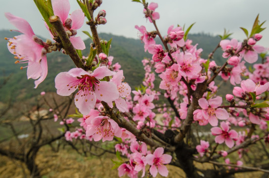 桃花（广角微距）