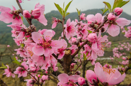 桃花（广角微距）