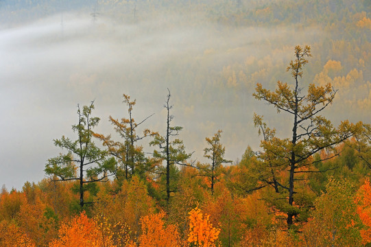 秋季林海晨雾