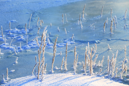 冬季冰河草叶霜花