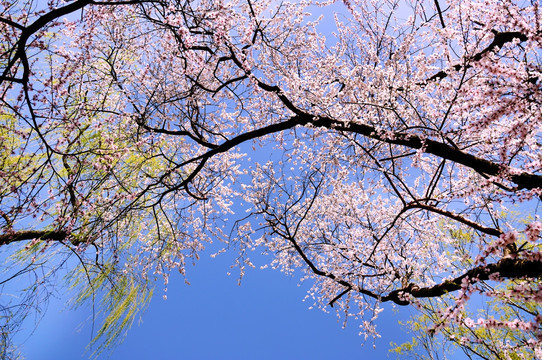 仰拍粉色桃花