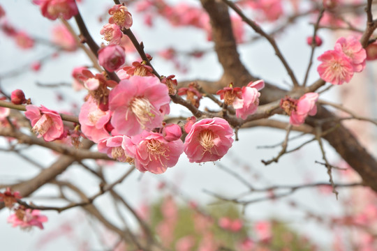 春天 绽放 花