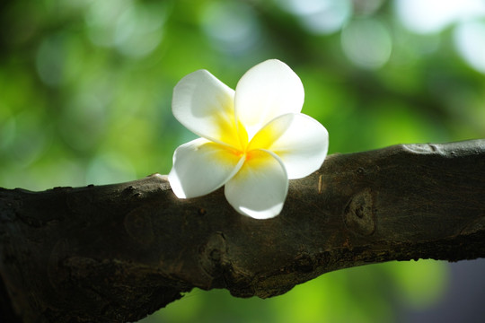 鸡蛋花