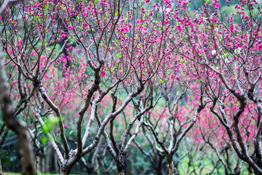 桃花