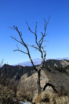 山顶枯树