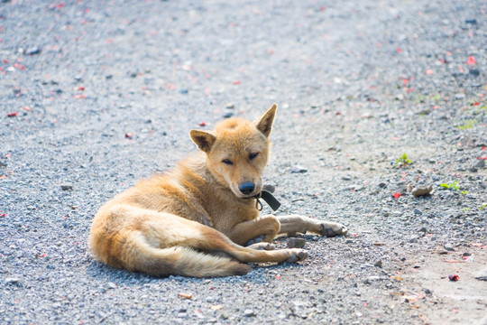 中华田园犬