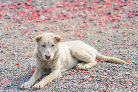 中华田园犬